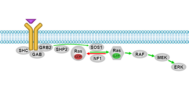10th International Meeting on Rare Disorders of the RAS-MAPK Pathway